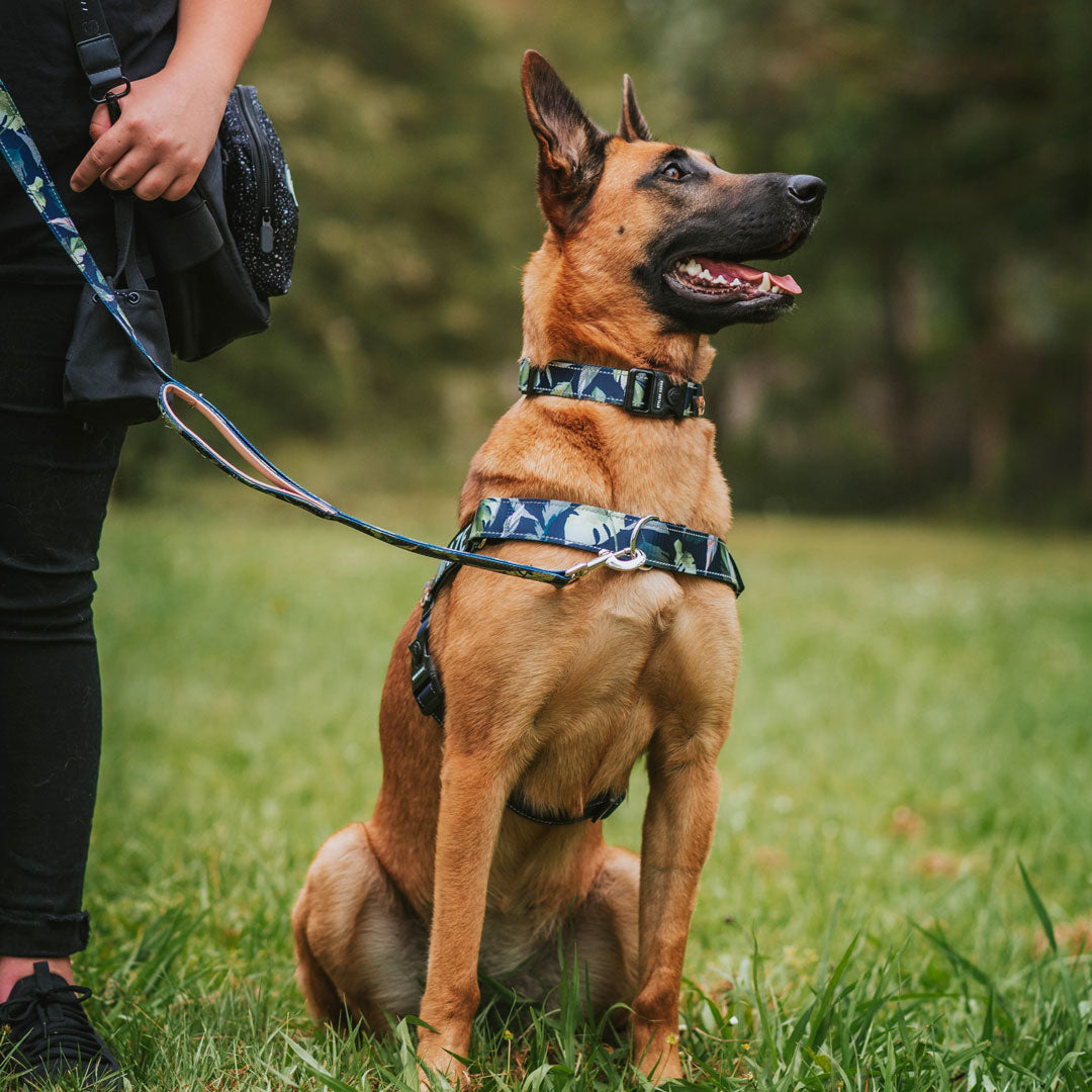 Personalised No-Pull Harness