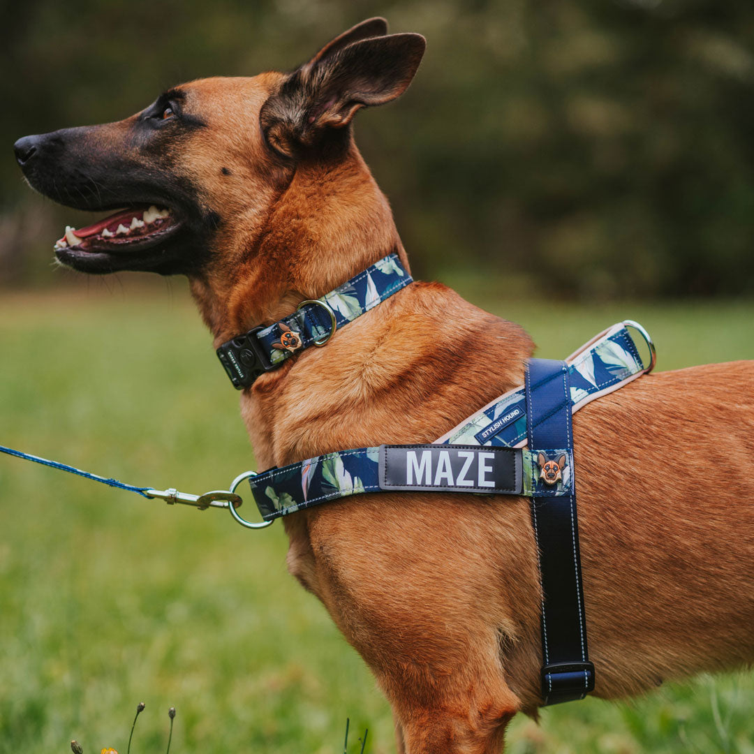 Personalised No-Pull Harness