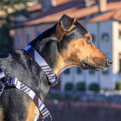 Graphite Collar - Graphite