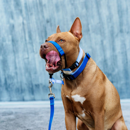 Horizon Halter - Horizon