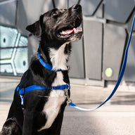 Horizon Leash - Horizon