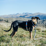 Newtown CC Leash - Newtown