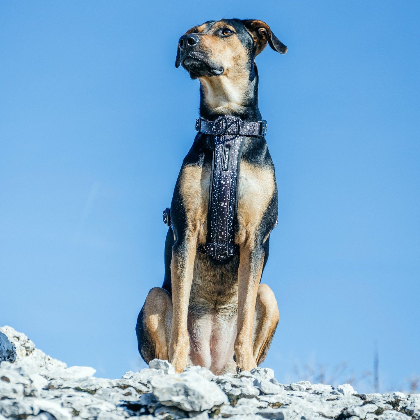 Jackson Explorer Chest Plate - Jackson