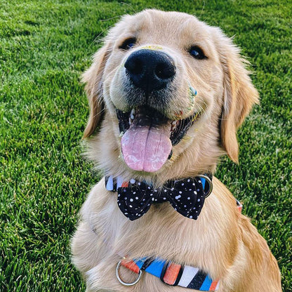 Jackson Bow Tie - Jackson