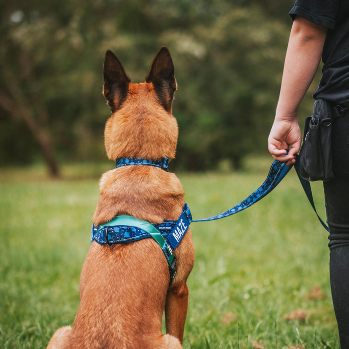 Jumbo Personalised No-Pull Harness