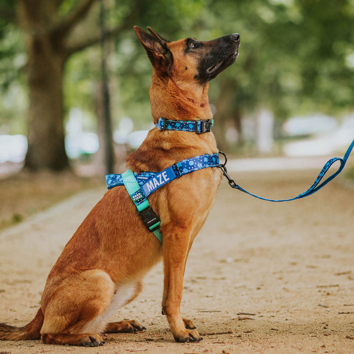 Jumbo Personalised No-Pull Harness