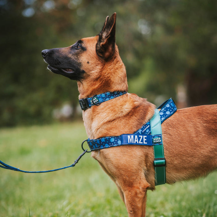 Jumbo Personalised No-Pull Harness