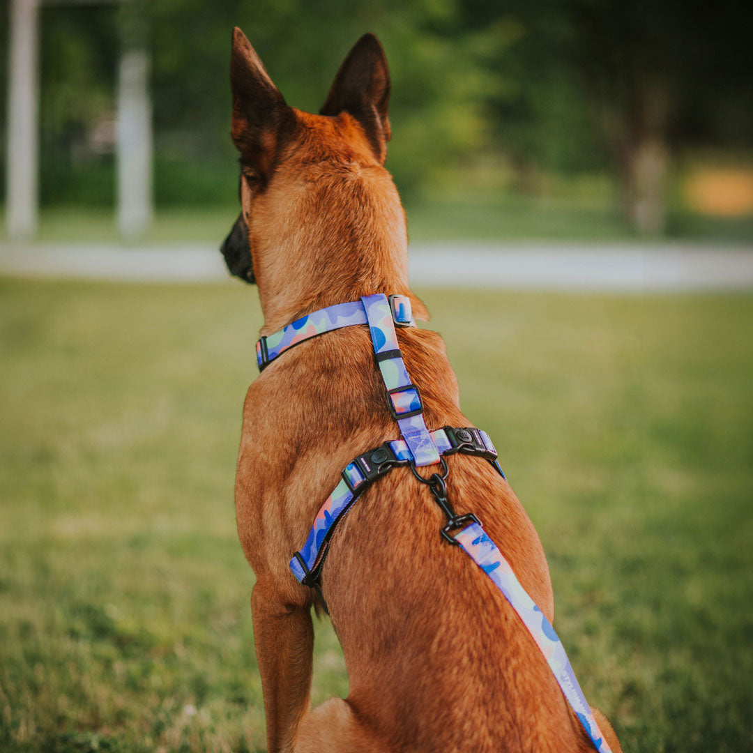 Luna RNT No-Pull Training Harness - Luna
