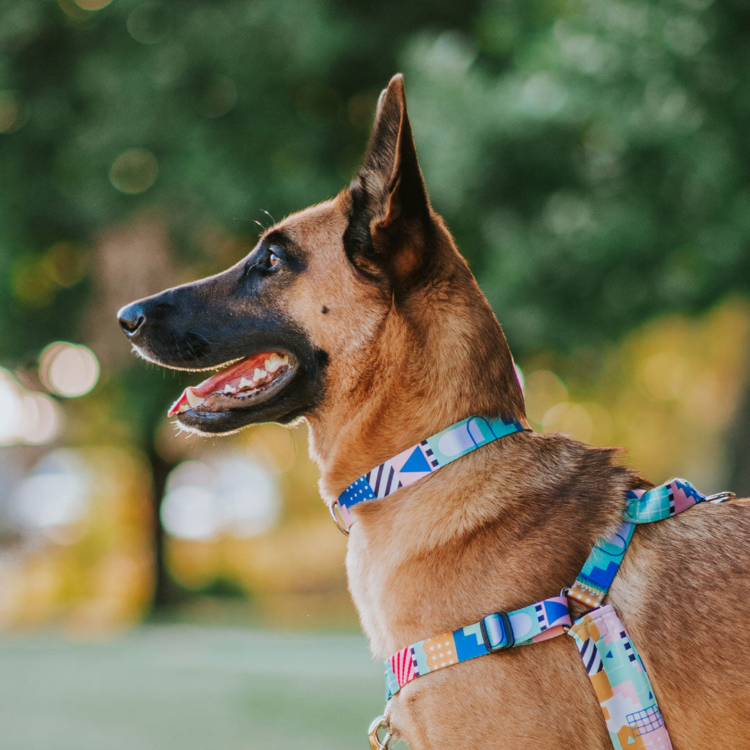 Milano Collar - Milano