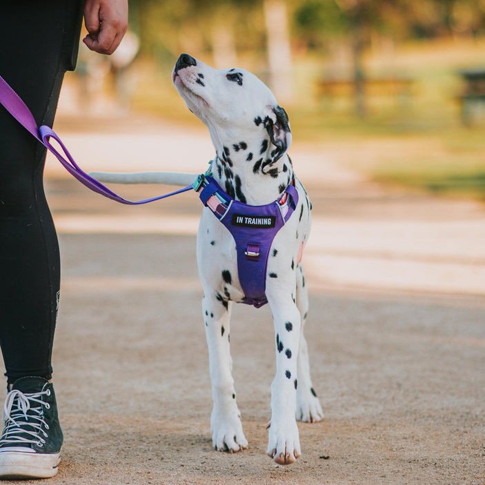 Purple Atlas Odyssey Harness