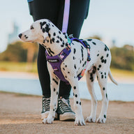 Purple Atlas Odyssey Personalised Harness