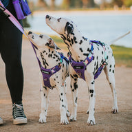 Purple Atlas Odyssey Harness