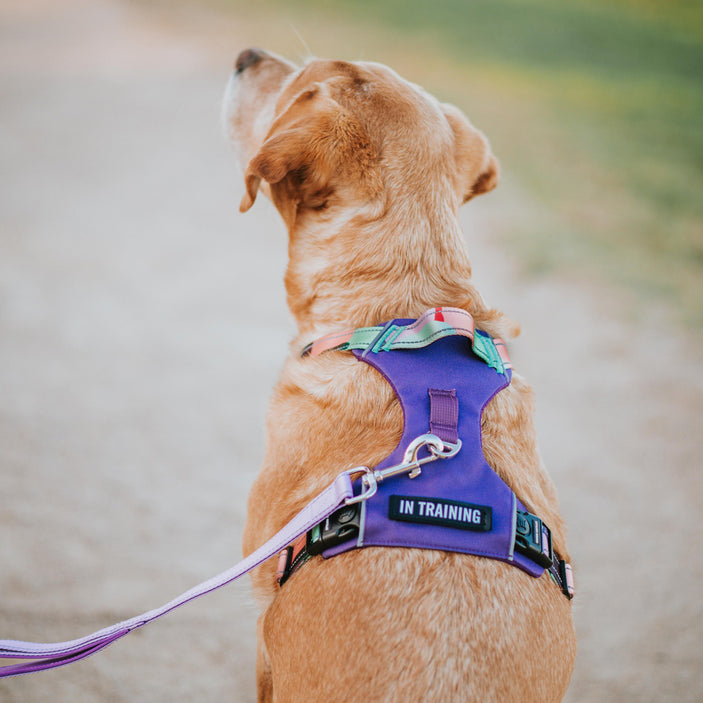 Purple Atlas Odyssey Personalised Harness