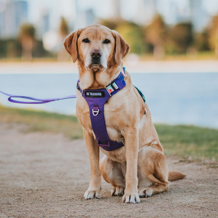 Purple Atlas Odyssey Personalised Harness