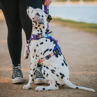 Purple Atlas Odyssey Personalised Harness