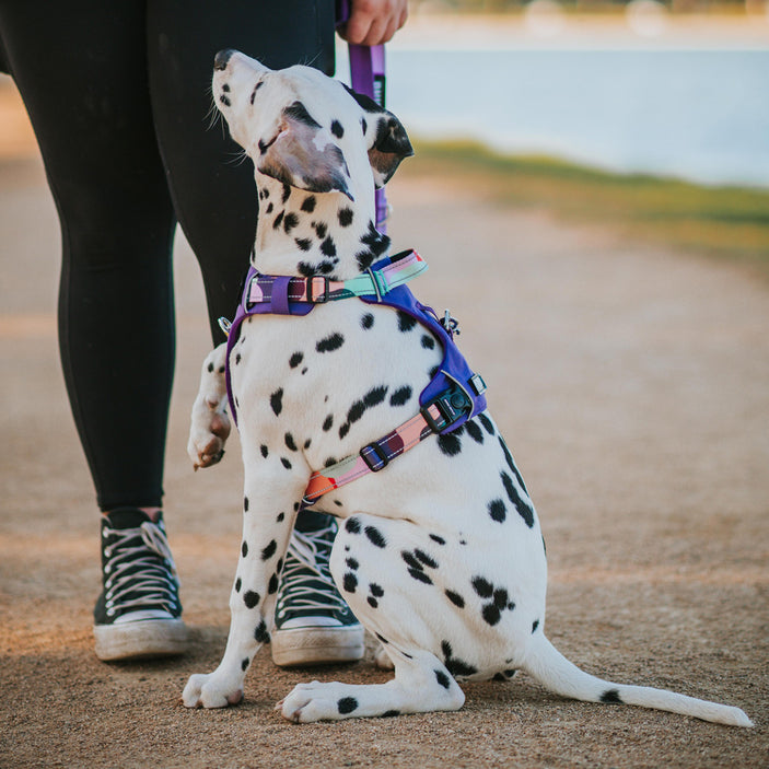 Purple Atlas Odyssey Personalised Harness