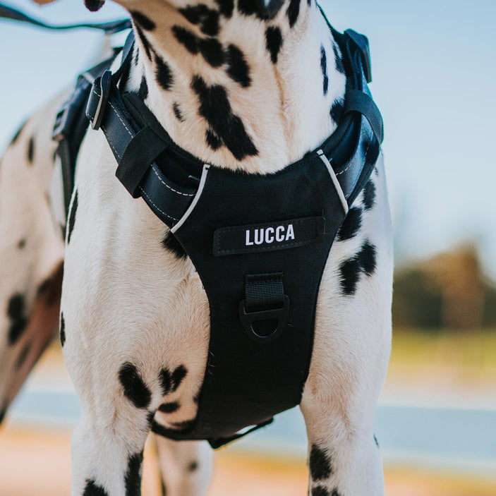 Black Odyssey Personalised Harness [Test]