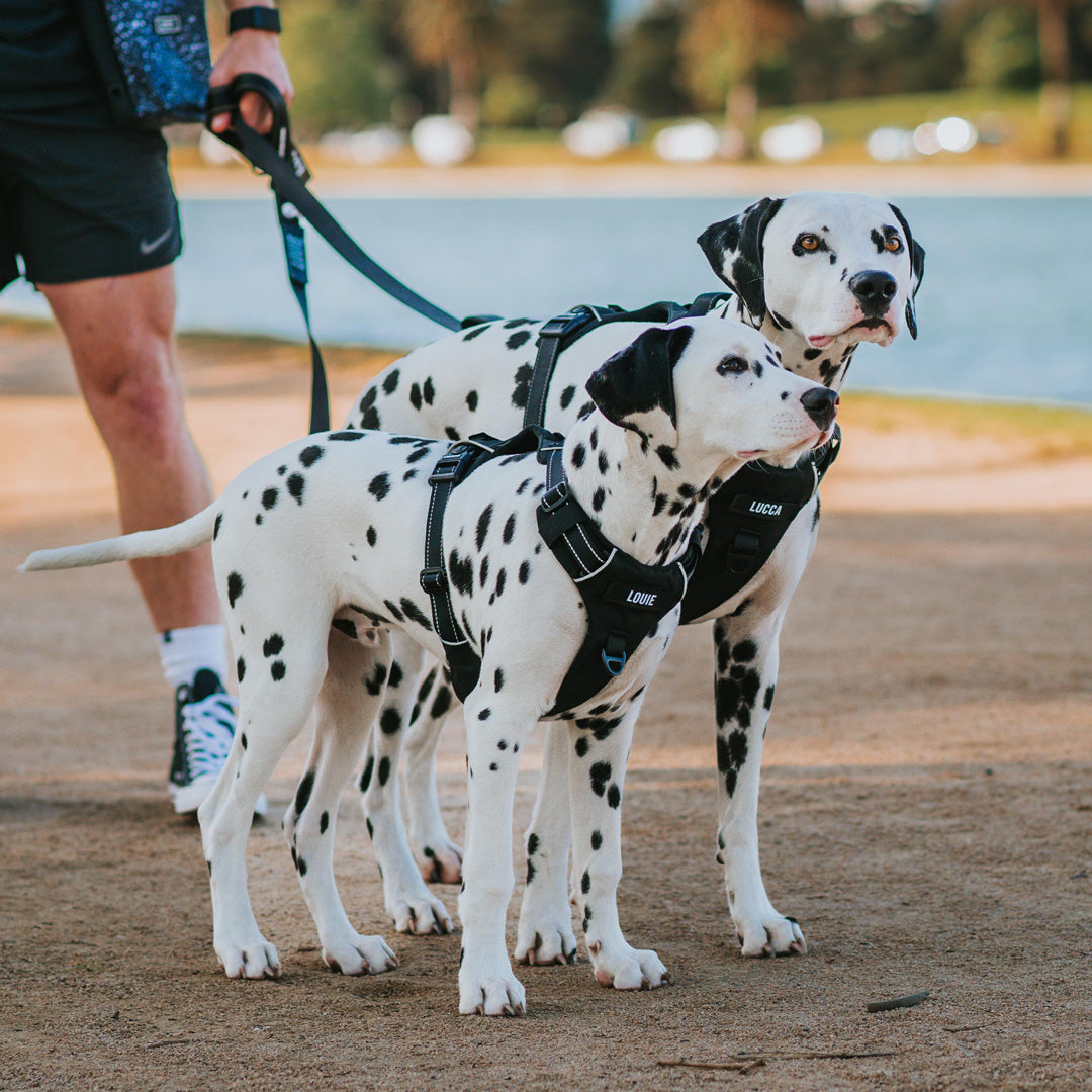 Odyssey Personalised Harness