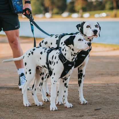 Odyssey Personalised Harness
