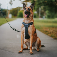 Black Odyssey Personalised Harness [Test]