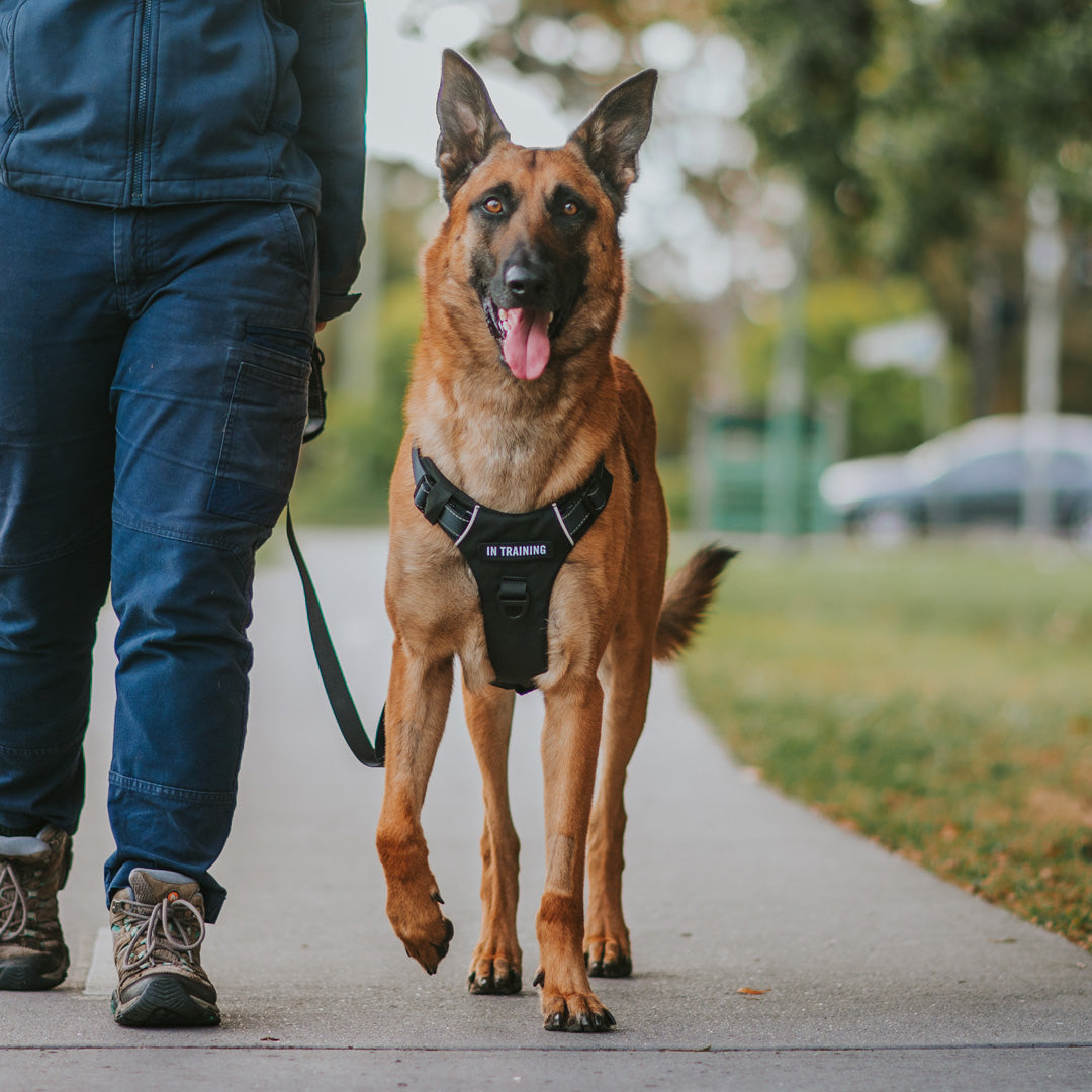 Odyssey Personalised Harness