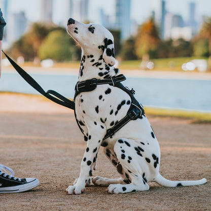 Odyssey Personalised Harness
