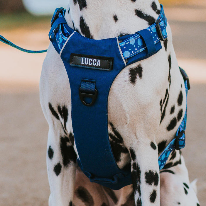 Blue Jumbo Odyssey Harness