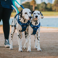 Blue Jumbo Odyssey Personalised Harness