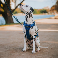 Blue Jumbo Odyssey Harness