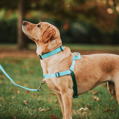 Quartz Leash - Quartz