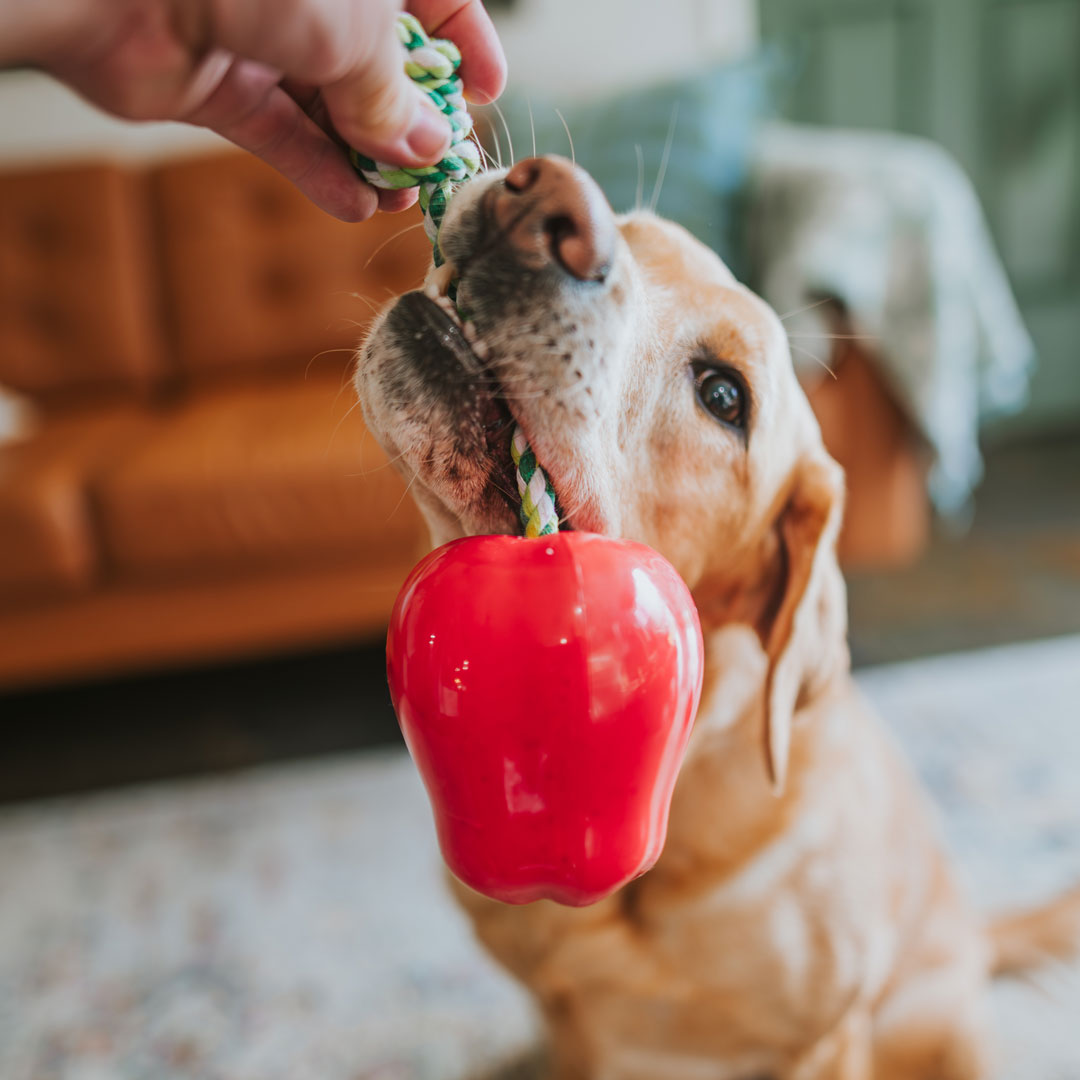 Red Apple Toy Power Chew