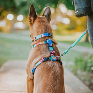 Milano CC Leash - Milano