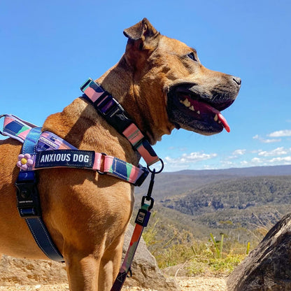 Personalised No-Pull Harness