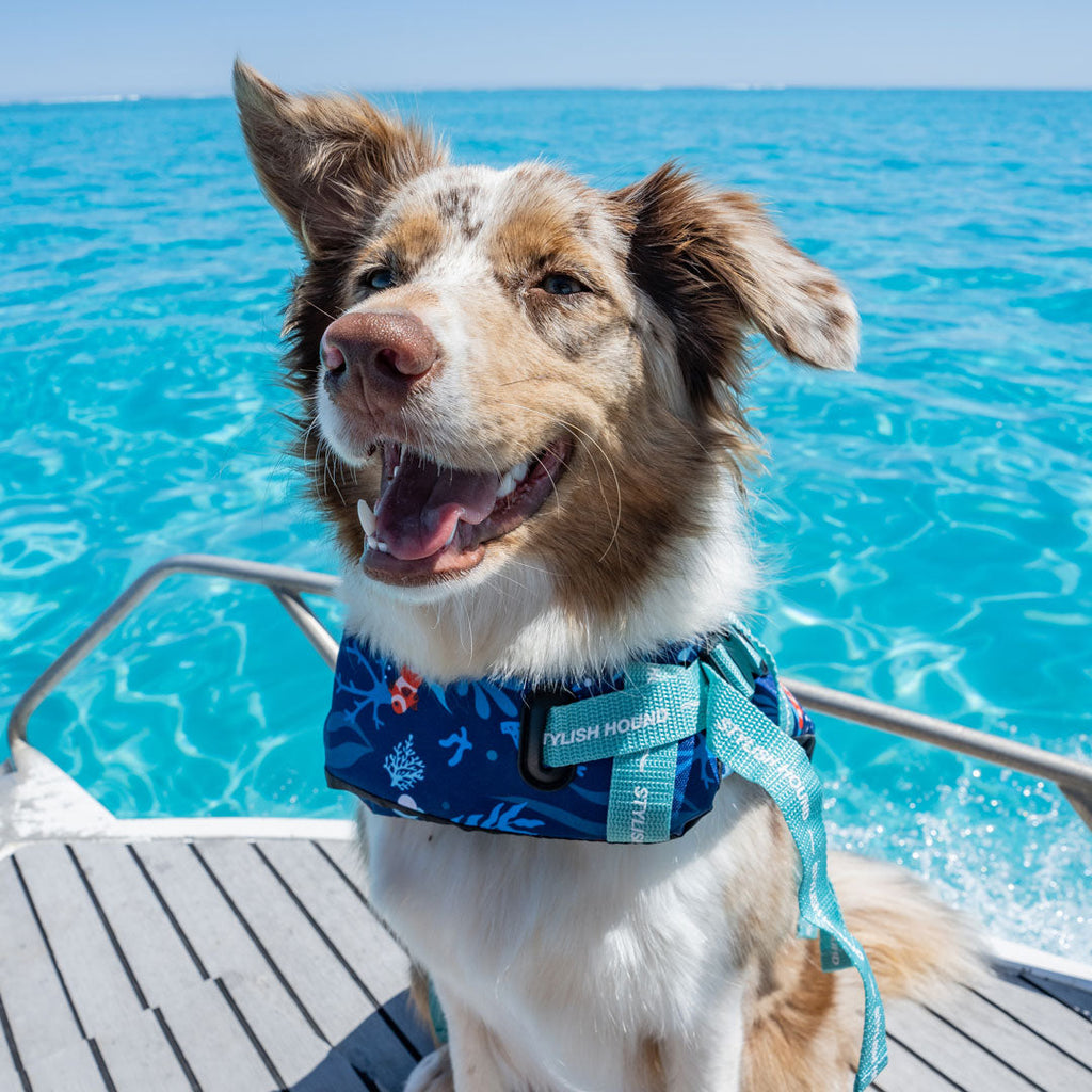 Ocean Blue Swim Jacket - Ocean Blue