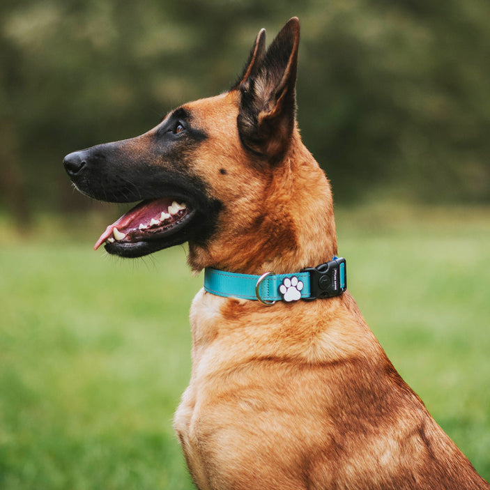 Sea Bay Personalised Collar