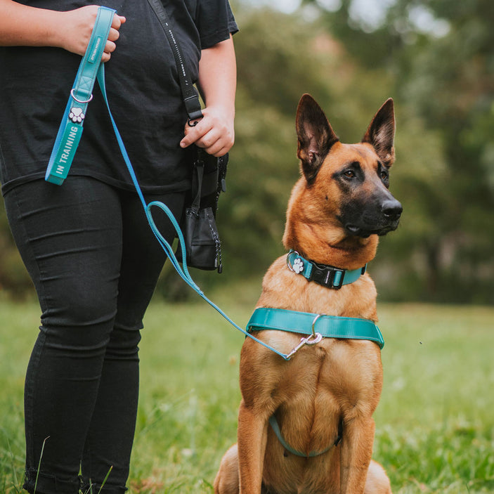 Sea Bay Personalised No-Pull Harness