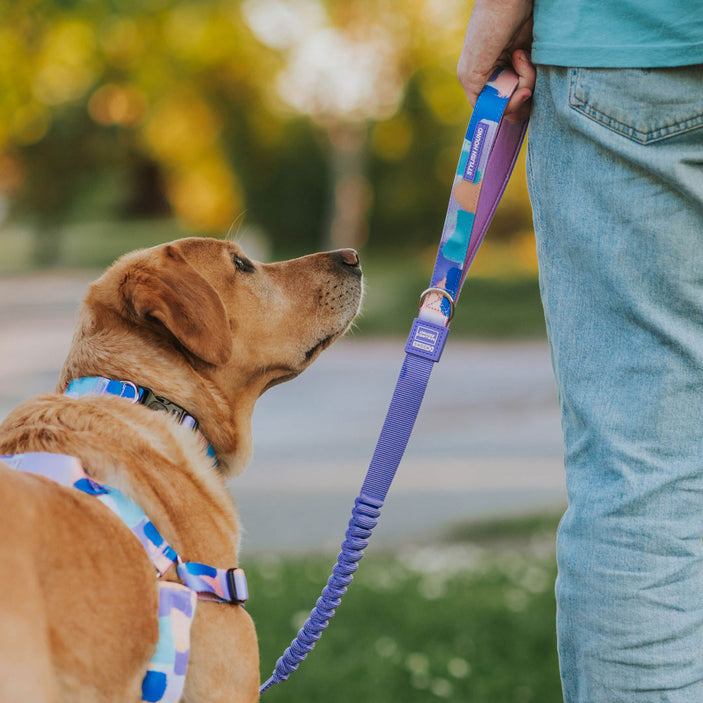 Chrome Cruise Control Obedience Leash