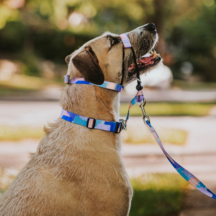 Chrome Halter + Safety Clip