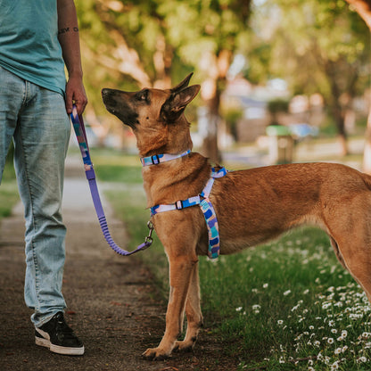 Chrome CC Leash - Chrome