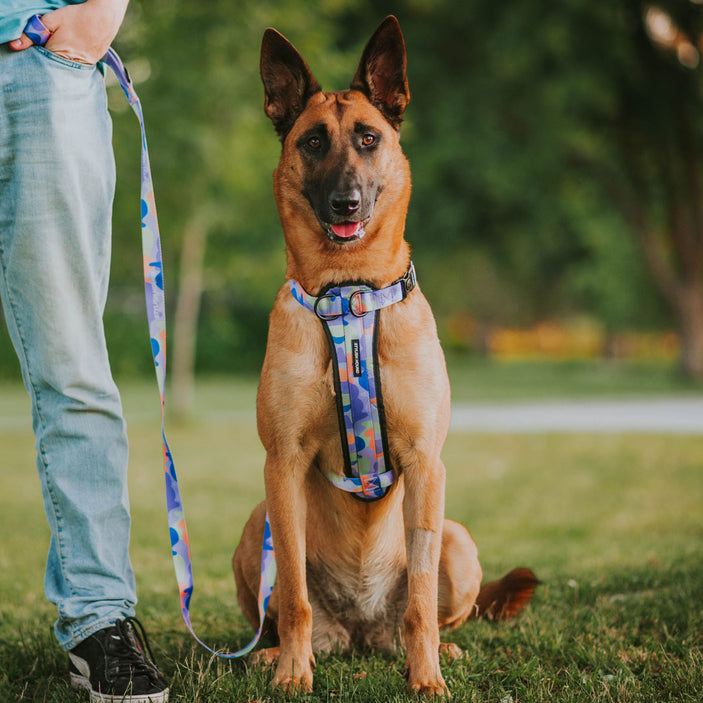 Luna Leash - Luna