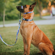 Luna Leash - Luna