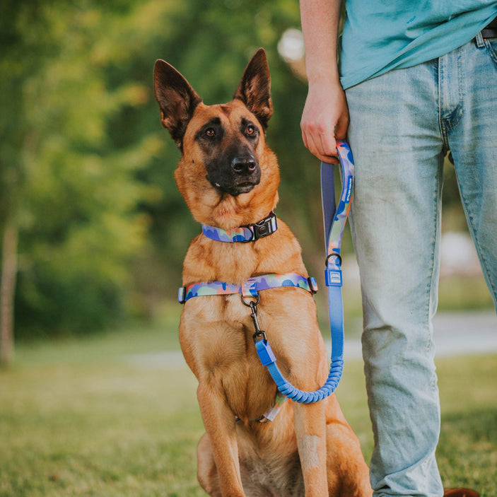 Luna Cruise Control Obedience Leash