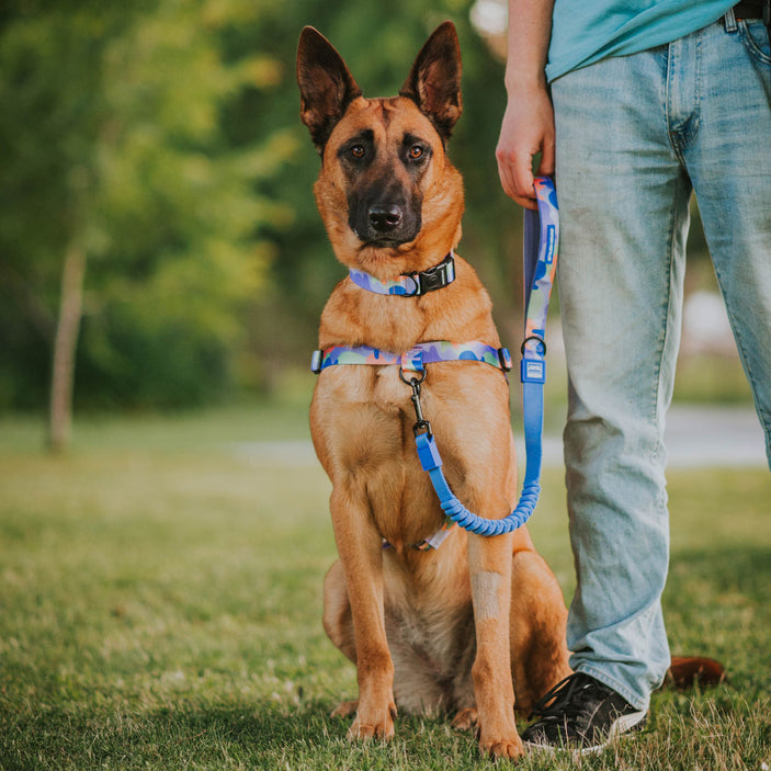 Luna OG No-Pull Training Harness - Luna