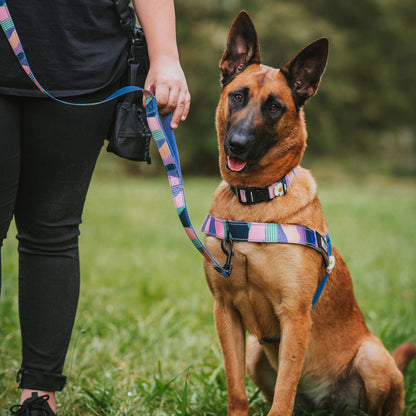 Personalised No-Pull Harness