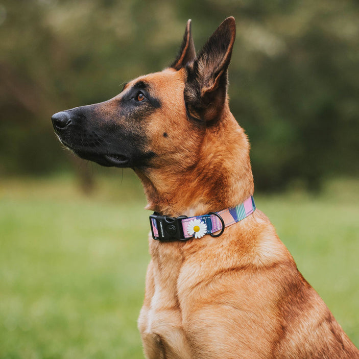 Soda Personalised Collar