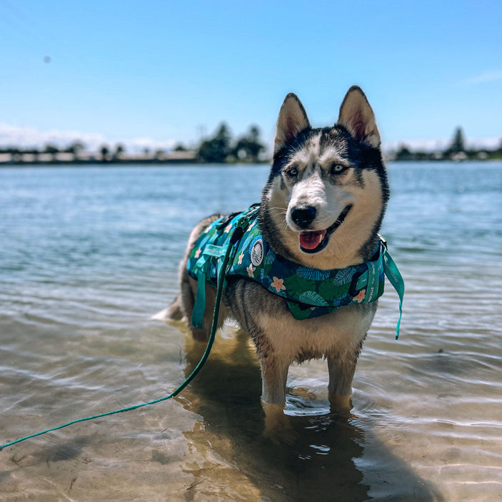 Verano Dog Swim Jacket