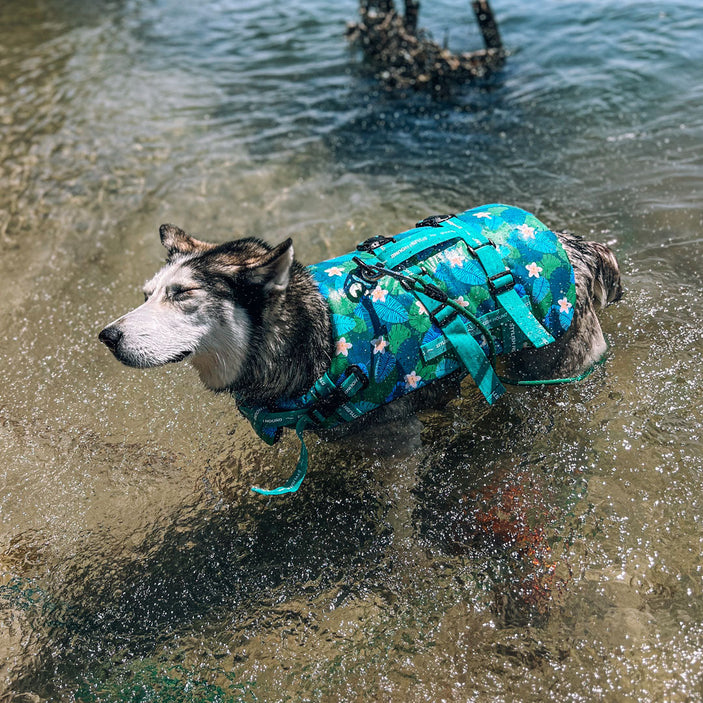 Verano Dog Swim Jacket