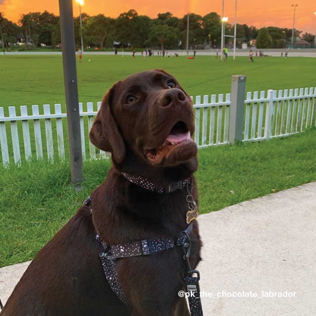 Jackson Collar - Jackson