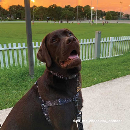 Jackson Collar - Jackson