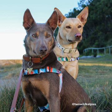 Newtown RNT No-Pull Training Harness (Series 2.5)